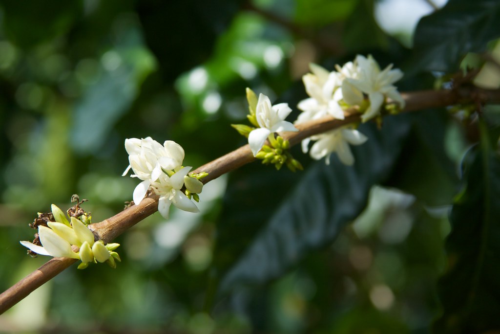Why arabica hit a record price — and what climate had to do with it