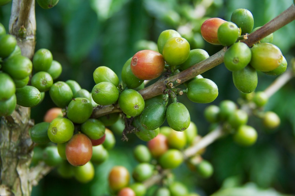What shade cover does on a coffee farm