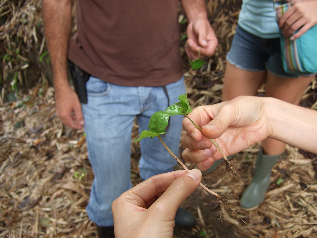 The 11-country effort to breed a tougher coffee tree