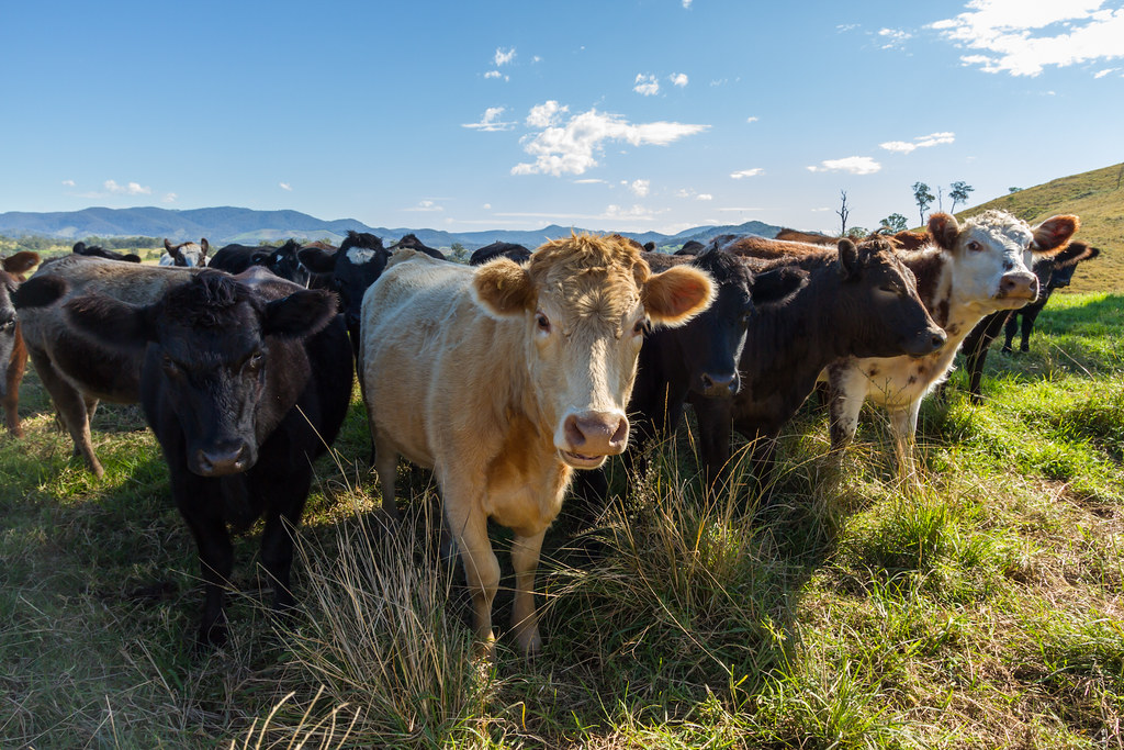 Most of a latte’s carbon footprint is the milk
