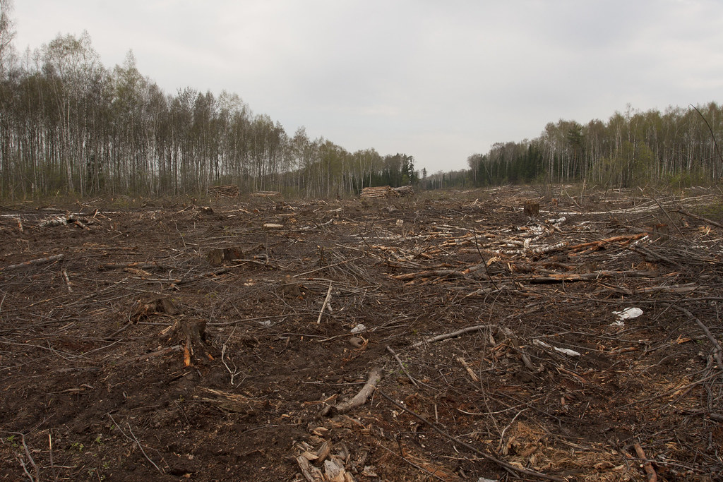 What the EU’s deforestation rules ask of coffee